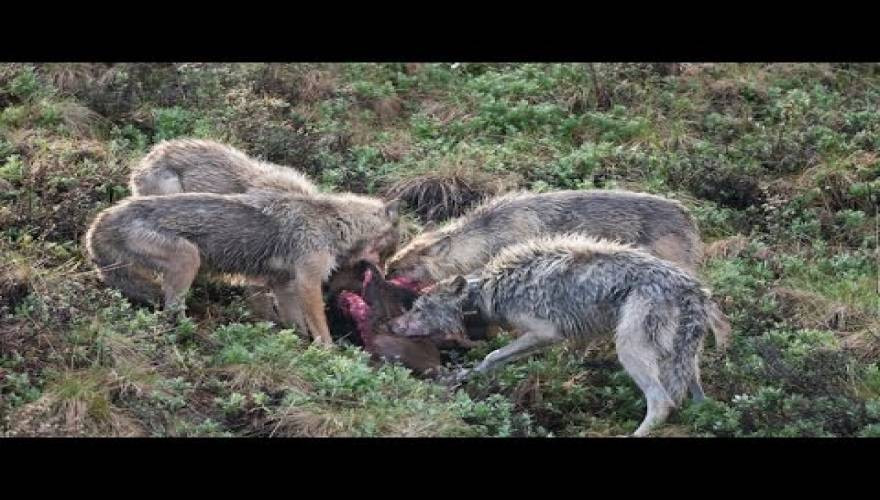 Δείτε 10 άγριες επιθέσεις λύκων σε άλλα ζώα (βίντεο)